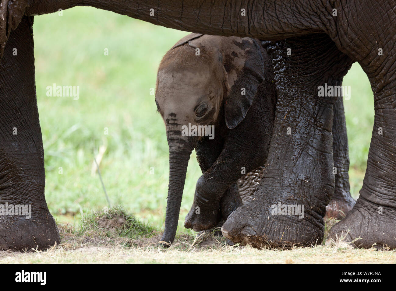 L'éléphant africain (Loxodonta africana) bébé sous sa mère. Le Parc national Amboseli, au Kenya. Banque D'Images