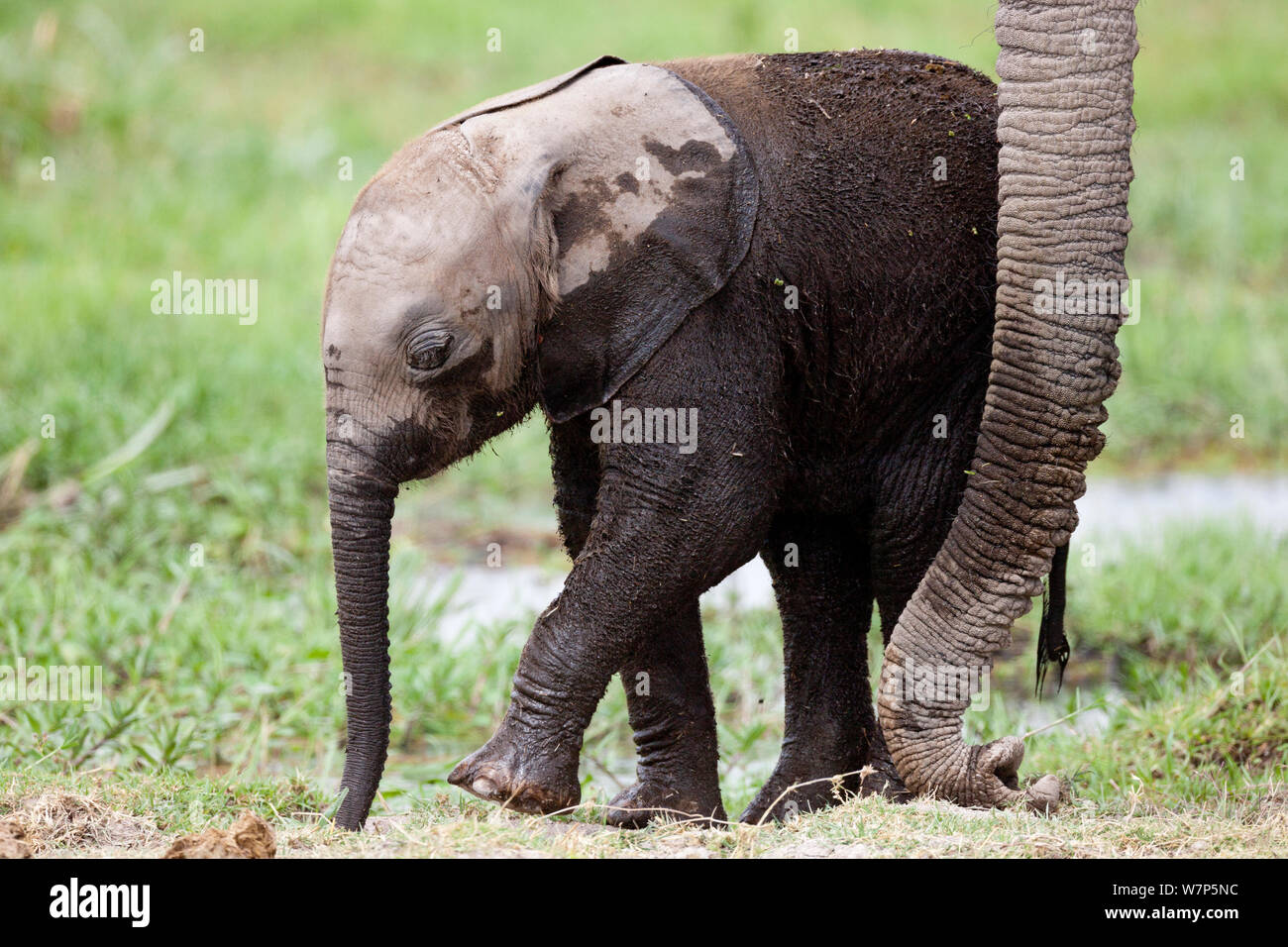 L'éléphant africain (Loxodonta africana) bébé avec sa mère, tronc. Le Parc national Amboseli, au Kenya. Banque D'Images