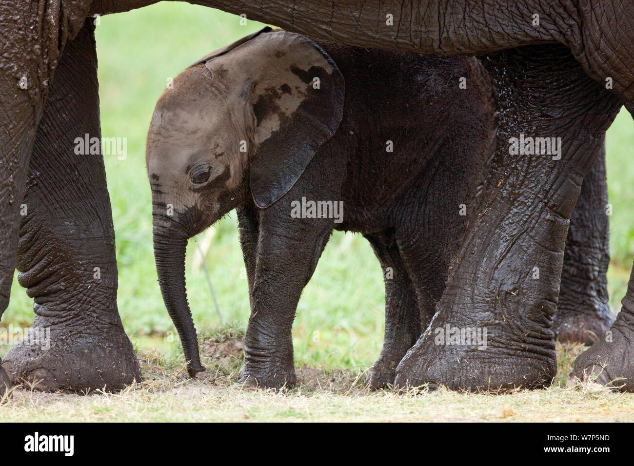 L'éléphant africain (Loxodonta africana), la protection de bébé par sa mère. Le Parc national Amboseli, au Kenya. Banque D'Images