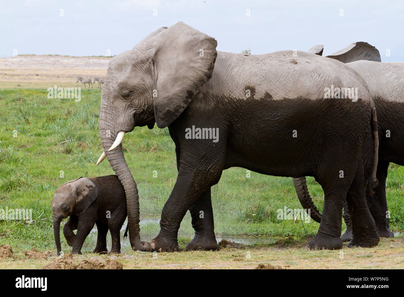 L'éléphant africain (Loxodonta africana) bébé éléphant avec mère. Le Parc national Amboseli, au Kenya. Banque D'Images