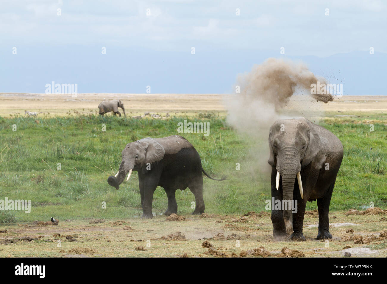 L'éléphant africain (Loxodonta africana) echelle de poussière. Le Parc national Amboseli, au Kenya. Banque D'Images