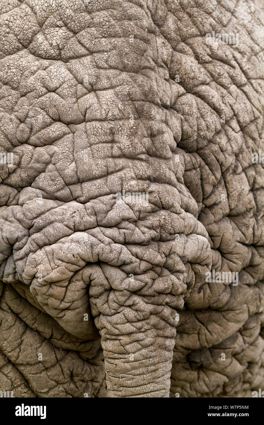 L'éléphant africain (Loxodonta africana), close-up de la peau autour de la queue. Le Parc national Amboseli, au Kenya. Banque D'Images