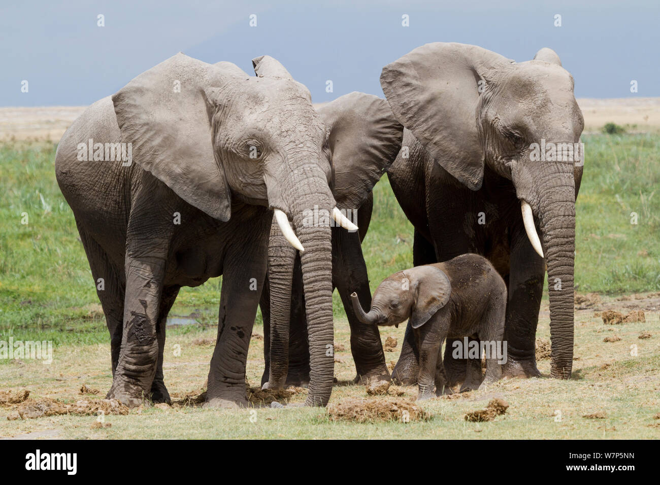 L'éléphant africain (Loxodonta africana) bébé protégé par le groupe de femelles. Le Parc national Amboseli, au Kenya. Banque D'Images