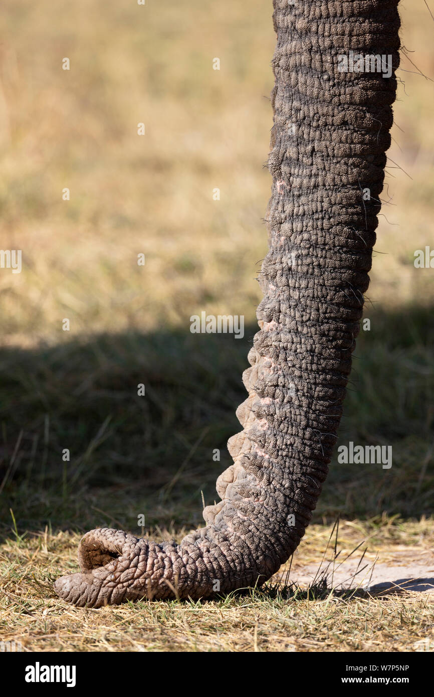 L'éléphant africain (Loxodonta africana) gros plan de l'agrégation. Le Parc national Amboseli, au Kenya. Banque D'Images