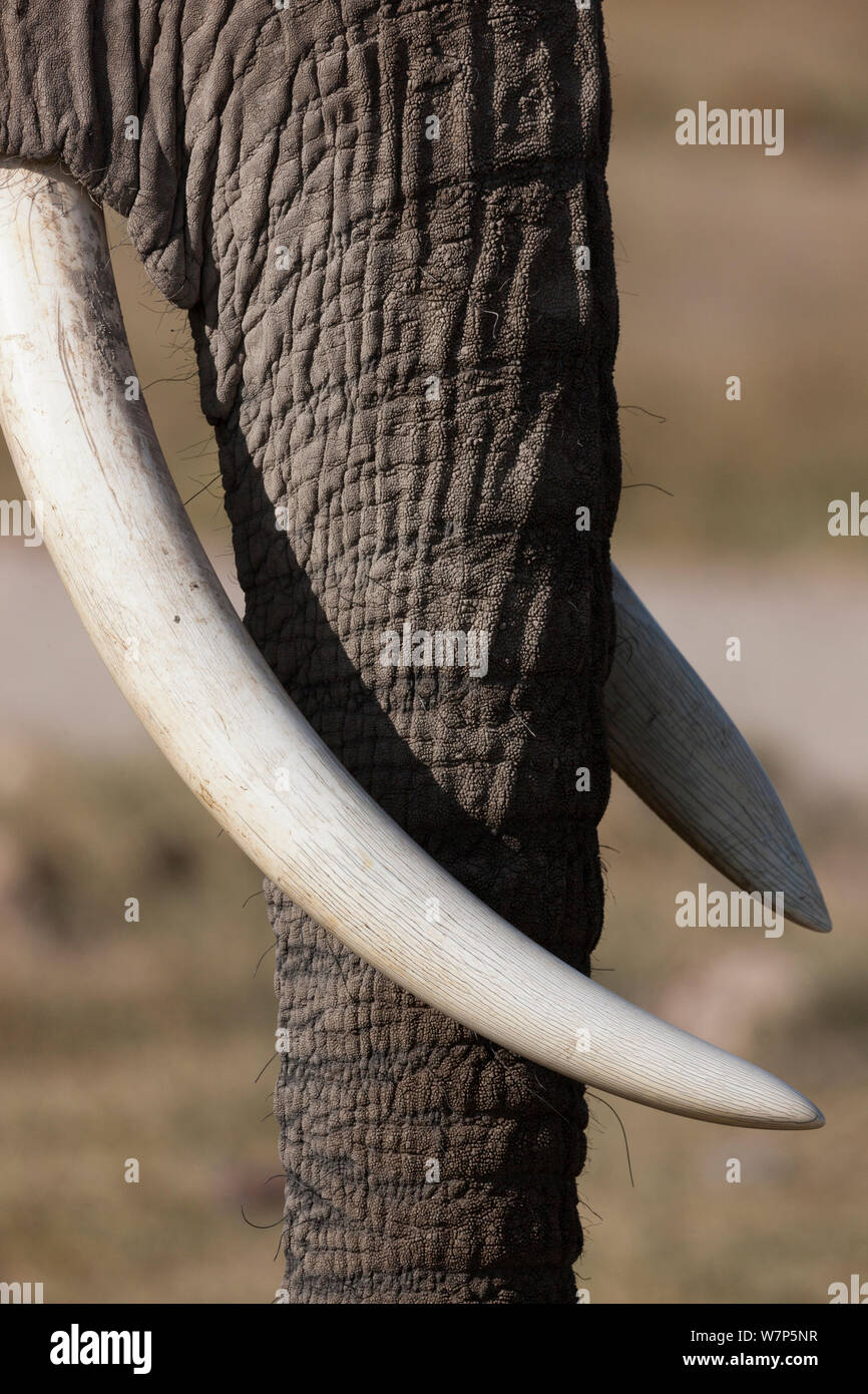 L'éléphant africain (Loxodonta africana) gros plan de la défenses. Le Parc national Amboseli, au Kenya. Banque D'Images