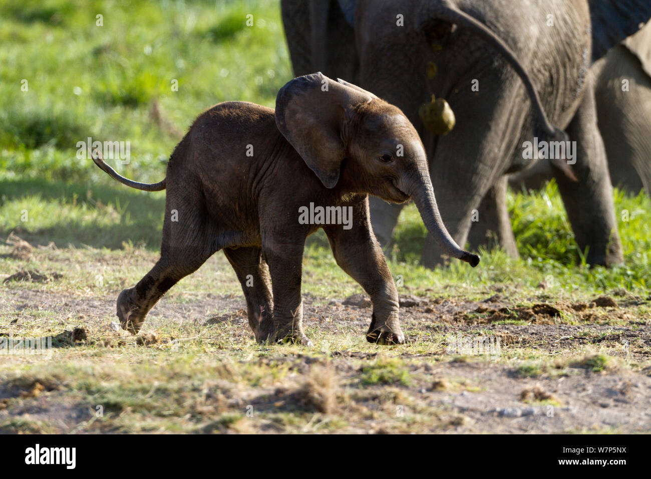 L'éléphant africain (Loxodonta africana) bébé d'exécution. Le Parc national Amboseli, au Kenya. Banque D'Images