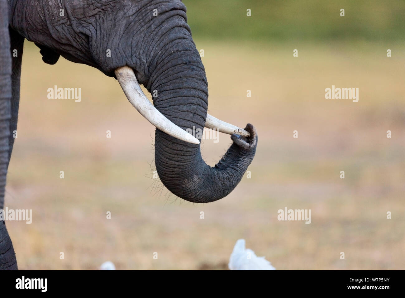 L'éléphant africain (Loxodonta africana), close-up du tronc et les défenses. Le Parc national Amboseli, au Kenya. Banque D'Images