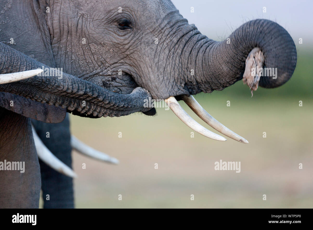 L'éléphant africain (Loxodonta africana) les mineurs de jouer. Le Parc national Amboseli, au Kenya. Seqeunce 2 sur 2. Banque D'Images