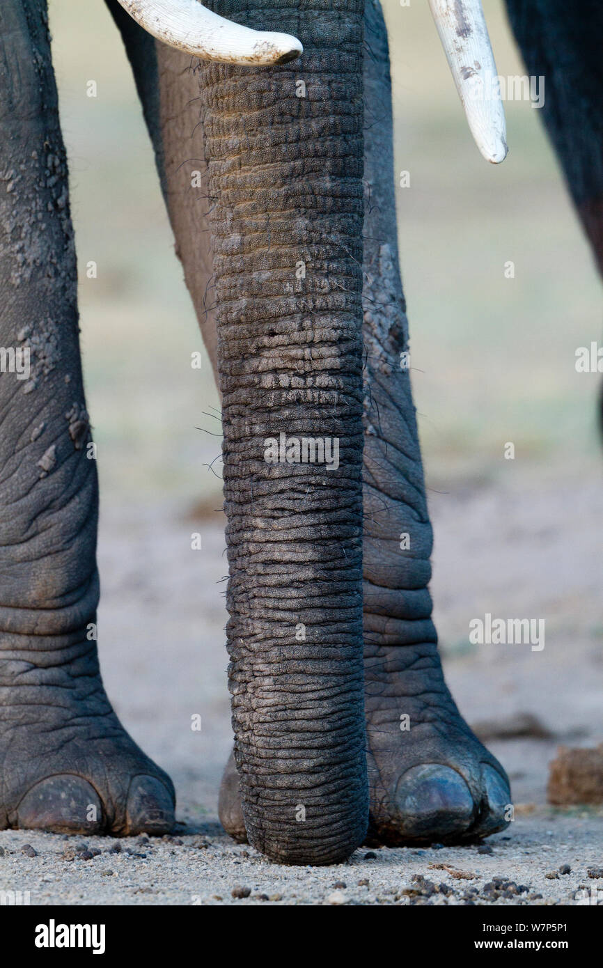 L'éléphant africain (Loxodonta africana), close-up de l'agrégation. Le Parc national Amboseli, au Kenya. Banque D'Images