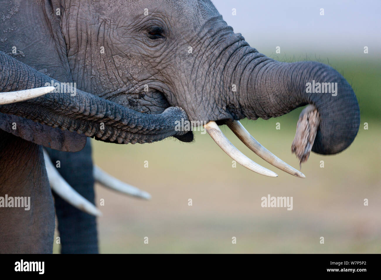L'éléphant africain (Loxodonta africana) les mineurs de jouer. Le Parc national Amboseli, au Kenya. Séquence 1 de 2. Banque D'Images
