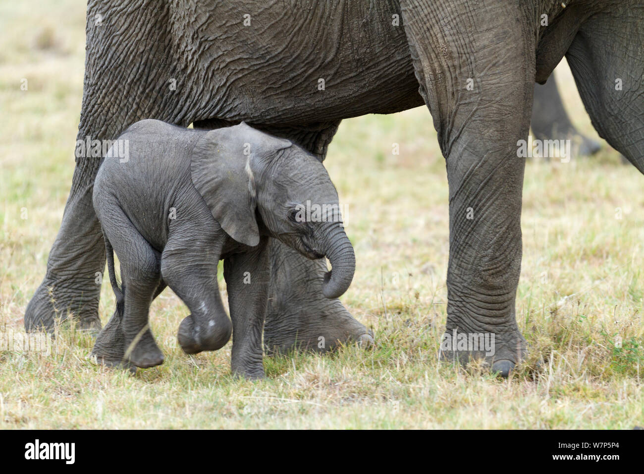 L'éléphant africain (Loxodonta africana) balades bébé par sa mère. Le Parc national Amboseli, au Kenya. Banque D'Images