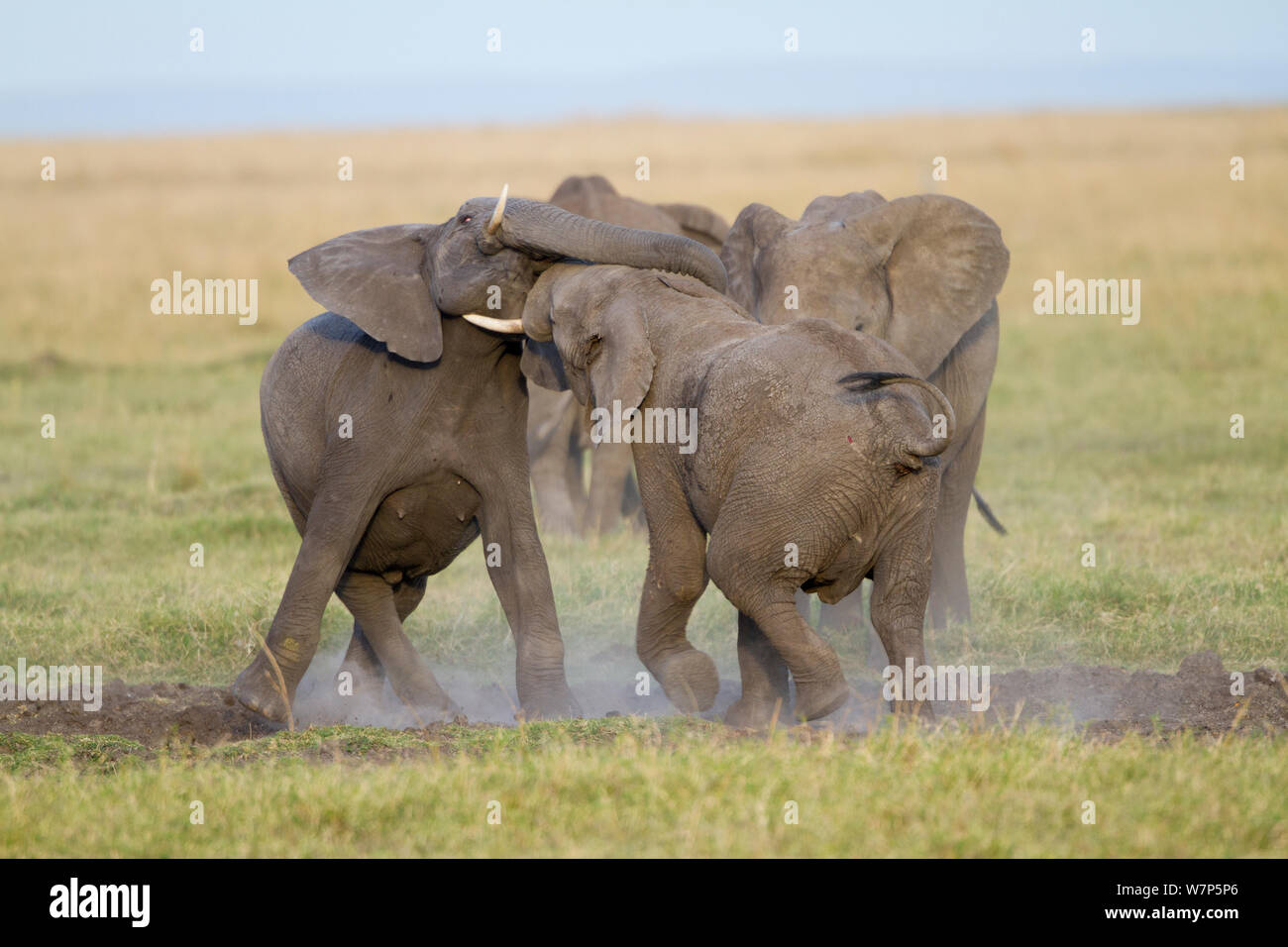 L'éléphant africain (Loxodonta africana), les jeunes hommes jouer-combats. Masai-Mara Game Reserve, Kenya. Banque D'Images