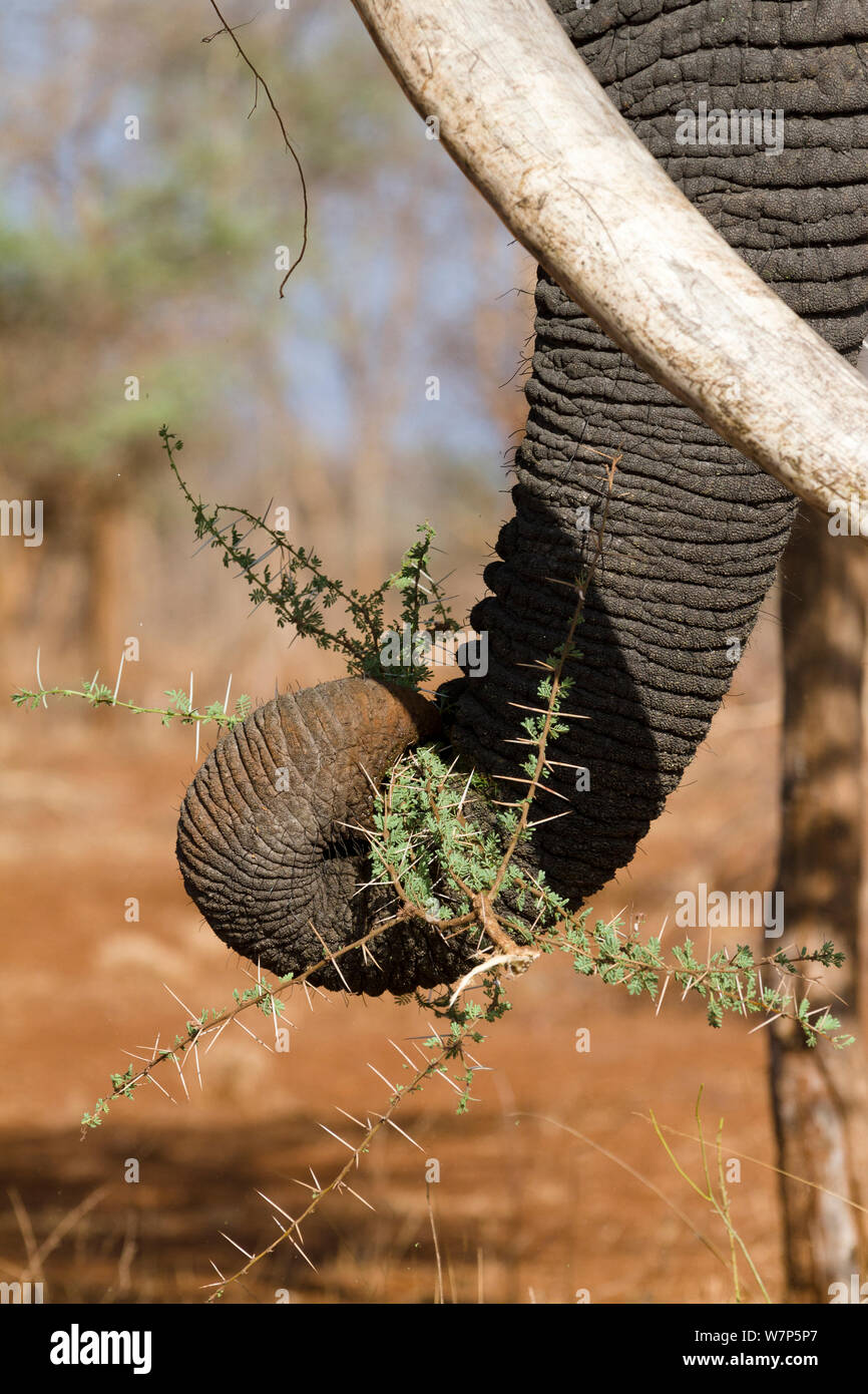 L'éléphant africain (Loxodonta africana) utilisant la ligne réseau à nourrir. Le Parc National de Meru, au Kenya Banque D'Images