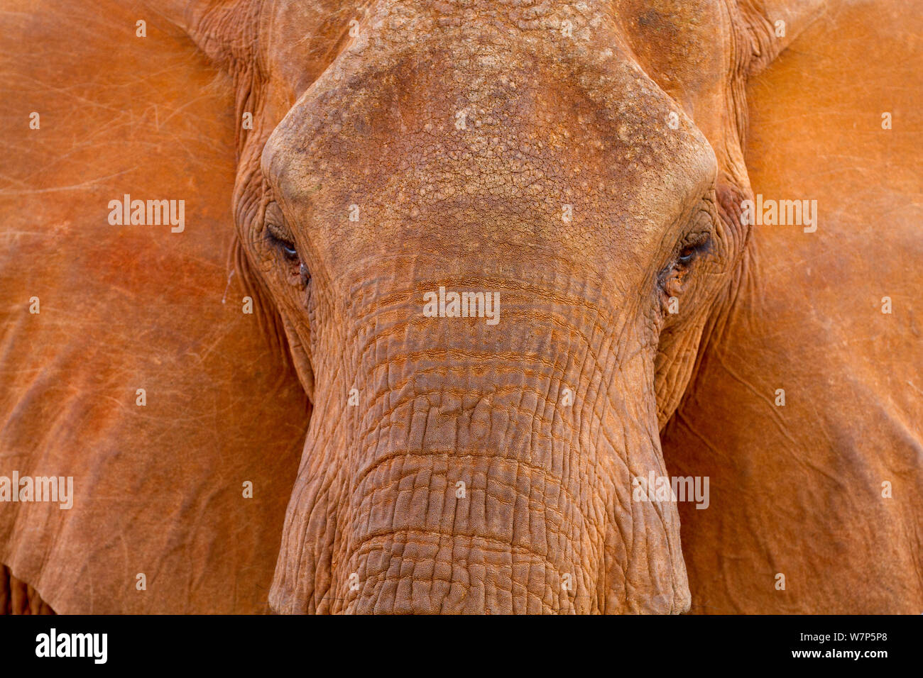 L'éléphant africain (Loxodonta africana) portrait. Tsavo East National Park, Kenya. Banque D'Images