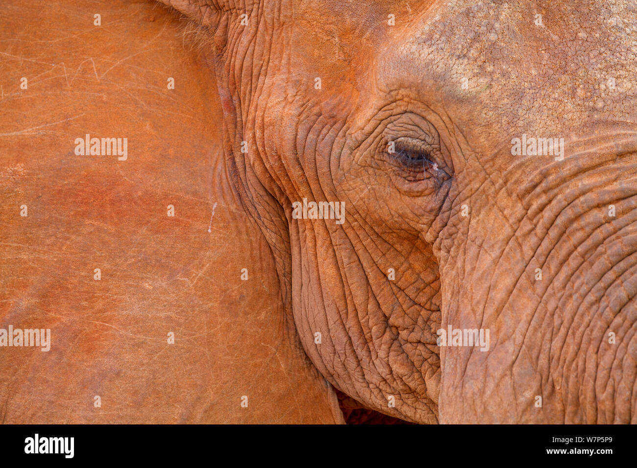 L'éléphant africain (Loxodonta africana) portrait. Tsavo East National Park, Kenya. Banque D'Images