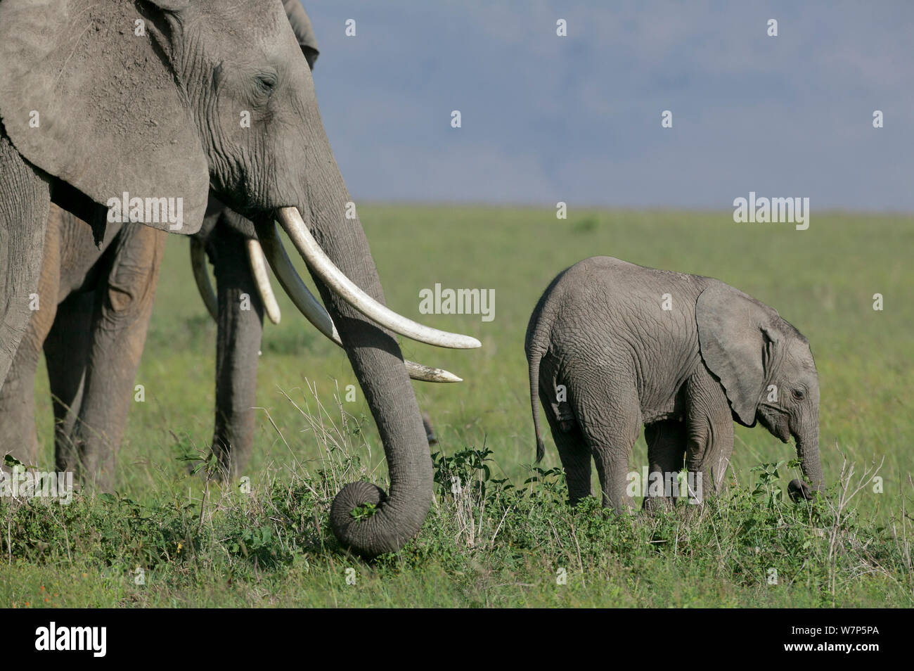 L'éléphant africain (Loxodonta africana) mère et son petit se nourrissent d'herbe. Masai-Mara Game Reserve, Kenya. Banque D'Images