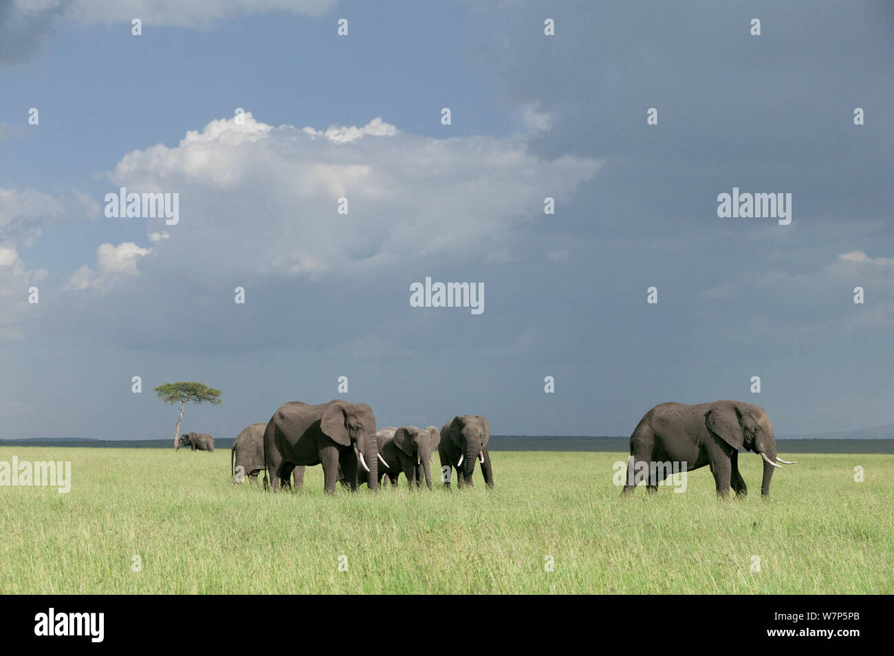 L'éléphant africain (Loxodonta africana) troupeau dans les prairies. Masai-Mara Game Reserve, Kenya. Banque D'Images