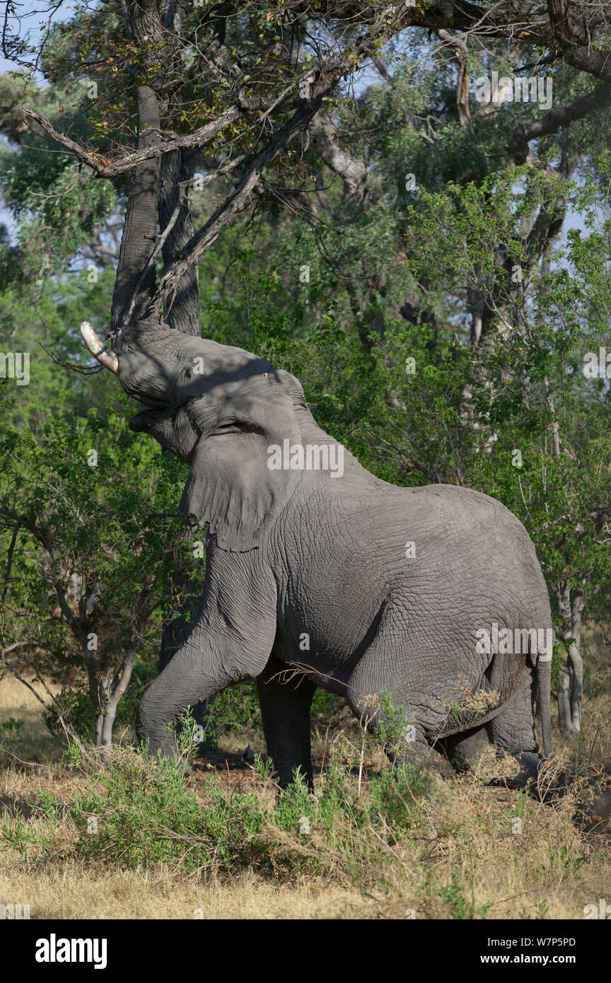 L'éléphant africain (Loxodonta africana) mâle atteignant jusqu'en haut arbre avec tronc pour se nourrir. Masai-Mara Game Reserve, Kenya. Banque D'Images