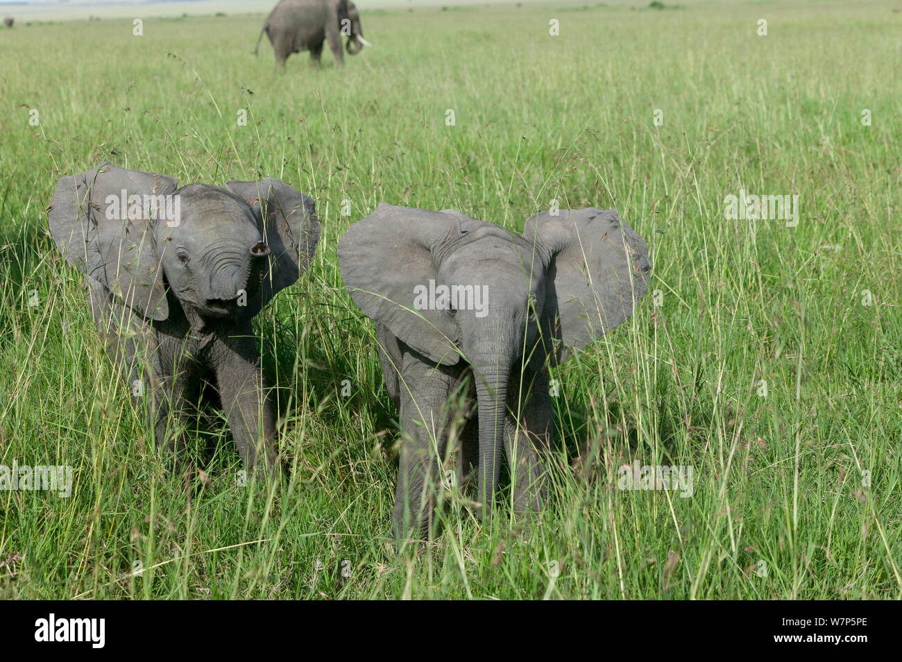 L'éléphant africain (Loxodonta africana) bébés. Masai-Mara Game Reserve, Kenya. Banque D'Images