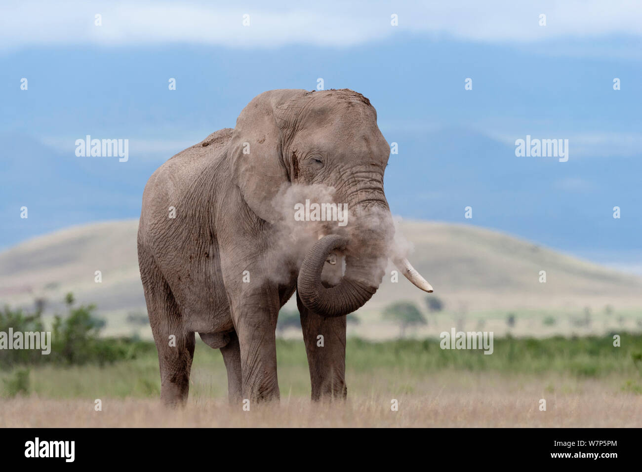 L'éléphant africain (Loxodonta africana) mâle echelle poussière. Le Parc national Amboseli, au Kenya. Banque D'Images