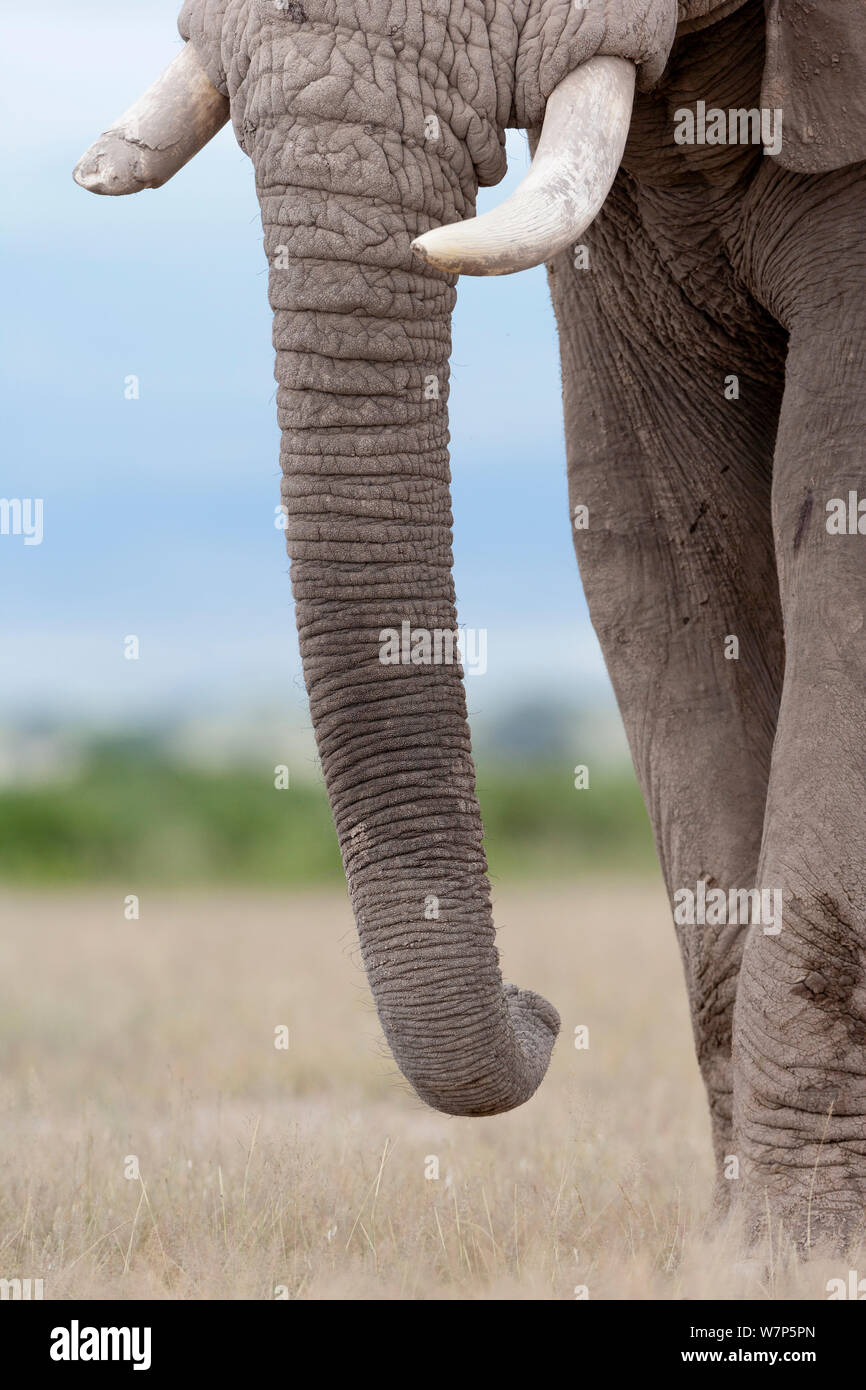 L'éléphant africain (Loxodonta africana), le tronc d'un homme. Le Parc national Amboseli, au Kenya. Banque D'Images