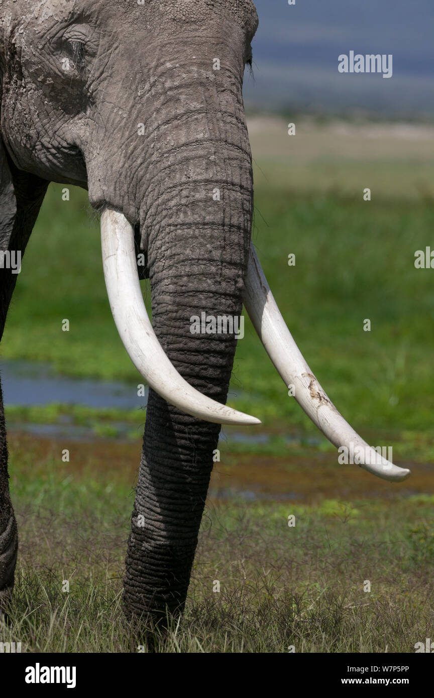 L'éléphant africain (Loxodonta africana) mâle sur le marais, avec de grandes défenses. Le Parc national Amboseli, au Kenya. Banque D'Images