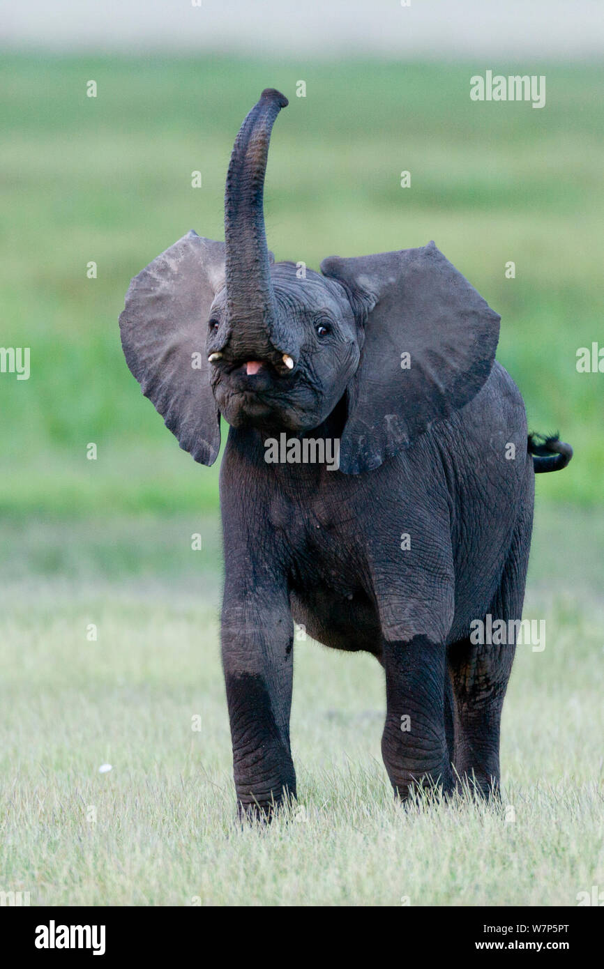 L'éléphant africain (Loxodonta africana) young en posture d'alerte à coffre soulevé. Le Parc national Amboseli, au Kenya. Banque D'Images