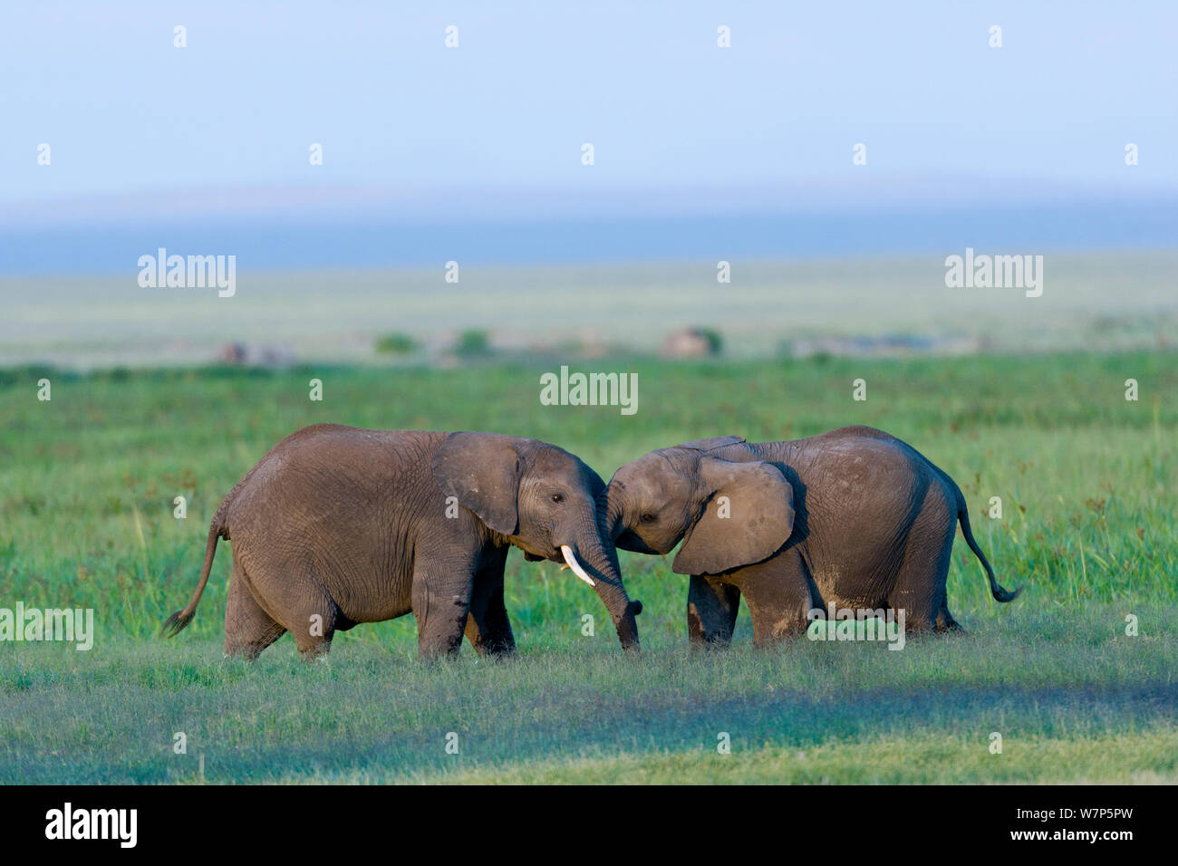 L'éléphant africain (Loxodonta africana) les mineurs de jouer. Le Parc national Amboseli, au Kenya. Banque D'Images