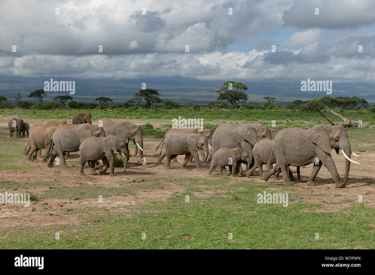 L'éléphant africain (Loxodonta africana), troupeau en mouvement. Le Parc national Amboseli, au Kenya. Banque D'Images