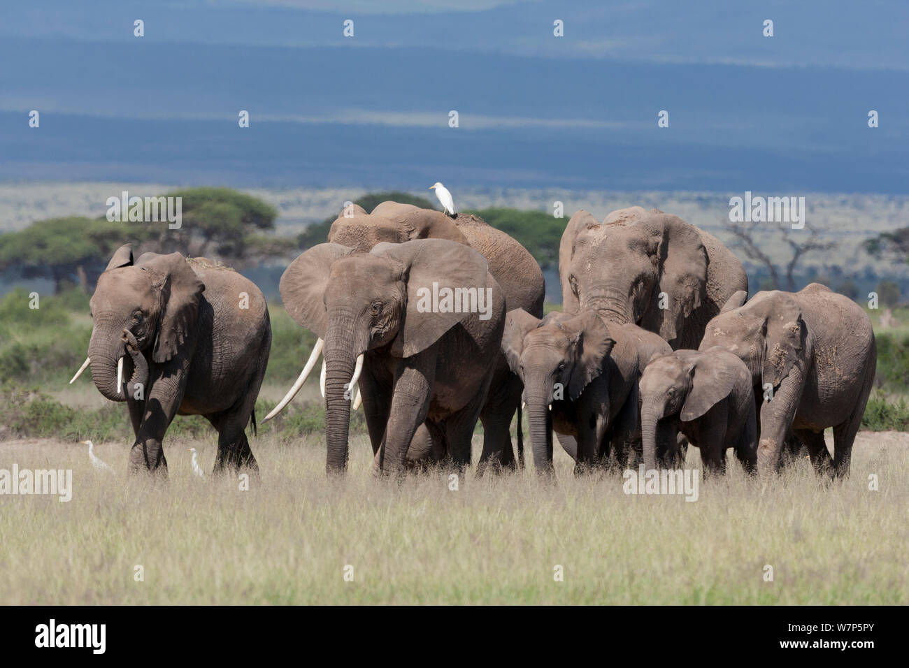 L'éléphant africain (Loxodonta africana) troupeau en déplacement. Le Parc national Amboseli, au Kenya. Banque D'Images