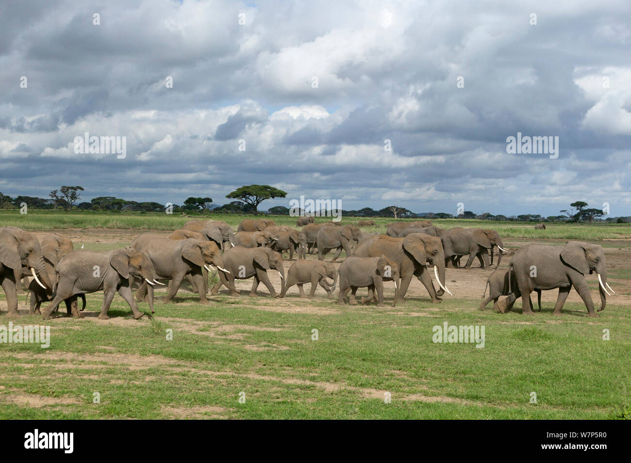 L'éléphant africain (Loxodonta africana) grand troupeau en déplacement. Le Parc national Amboseli, au Kenya. Banque D'Images