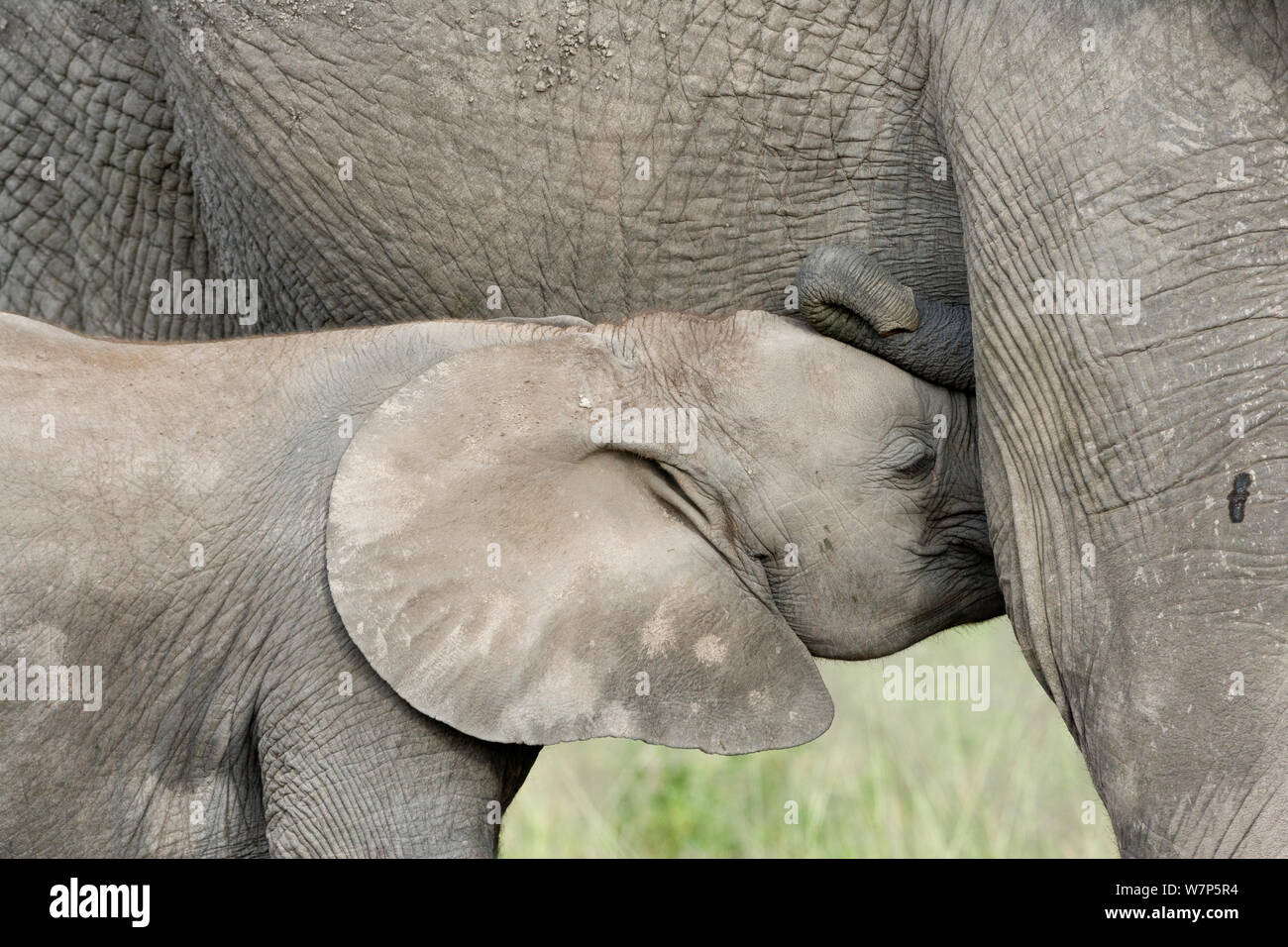 L'éléphant africain (Loxodonta africana) jeunes suckling de sa mère. Le Parc national Amboseli, au Kenya. Banque D'Images