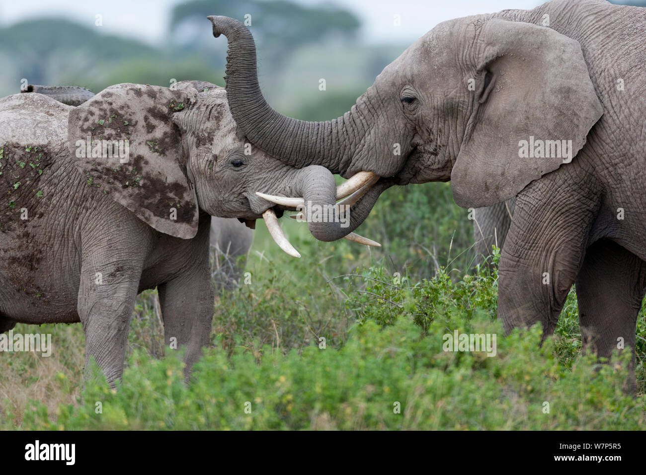 L'éléphant africain (Loxodonta africana) les jeunes hommes et les femmes à jouer. Le Parc national Amboseli, au Kenya. Banque D'Images