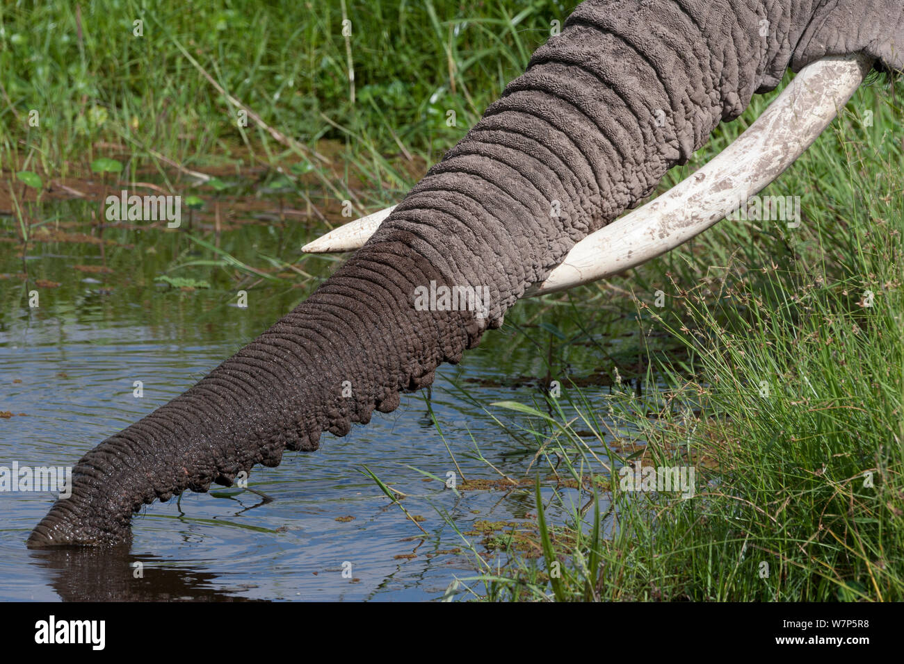 L'éléphant africain (Loxodonta africana) tronc de boire. Le Parc national Amboseli, au Kenya. Banque D'Images