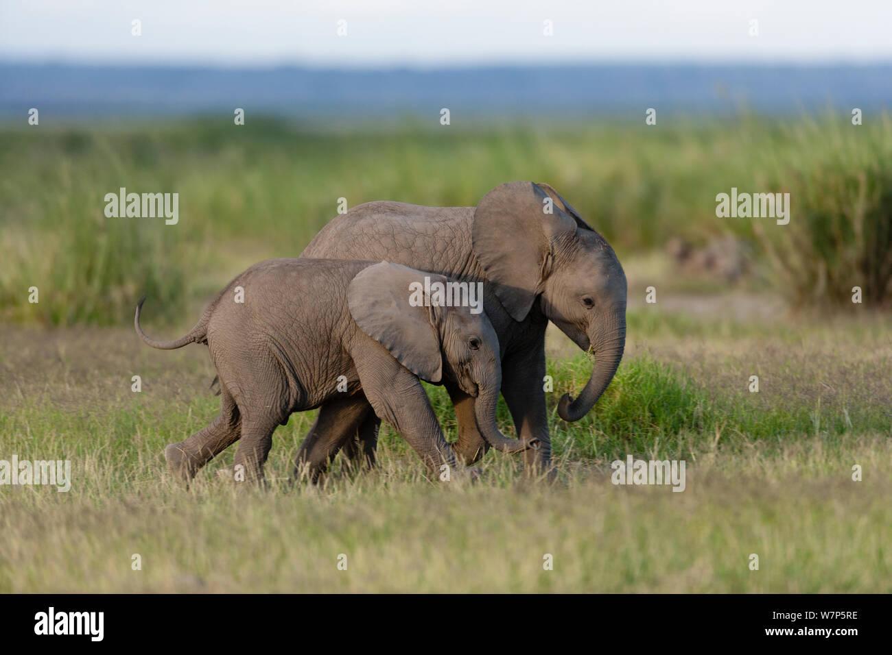 L'éléphant africain (Loxodonta africana) les mineurs de jouer. Le Parc national Amboseli, au Kenya. Banque D'Images
