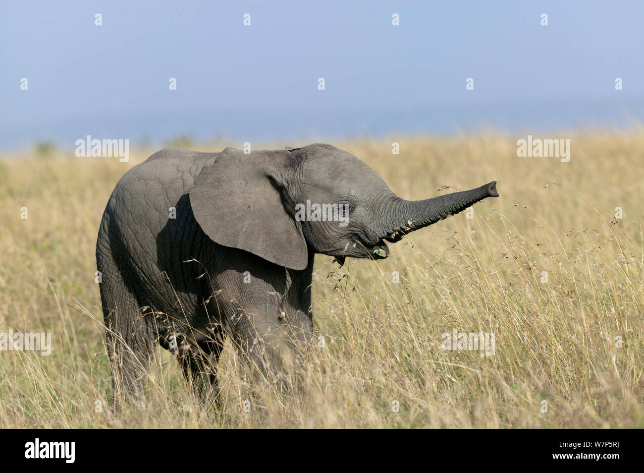 L'éléphant africain (Loxodonta africana) Jeune qui sent l'air. Le Parc national Amboseli, au Kenya. Banque D'Images