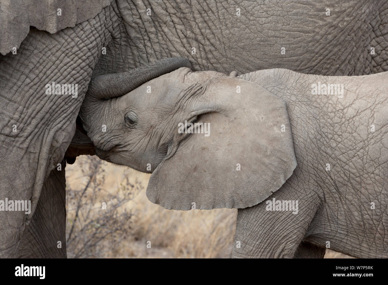 L'éléphant africain (Loxodonta africana), les jeunes à partir de lait de sa mère. Le Parc national Amboseli, au Kenya. Banque D'Images