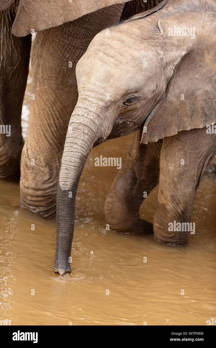L'éléphant africain (Loxodonta africana), les jeunes de boire à l'Ewaso Ngiro river. Samburu game reserve, Kenya. Banque D'Images