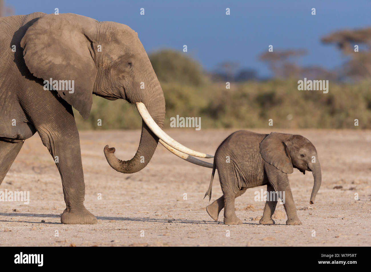 L'éléphant africain (Loxodonta africana), la mère et le bébé. Le Parc national Amboseli, au Kenya. Banque D'Images
