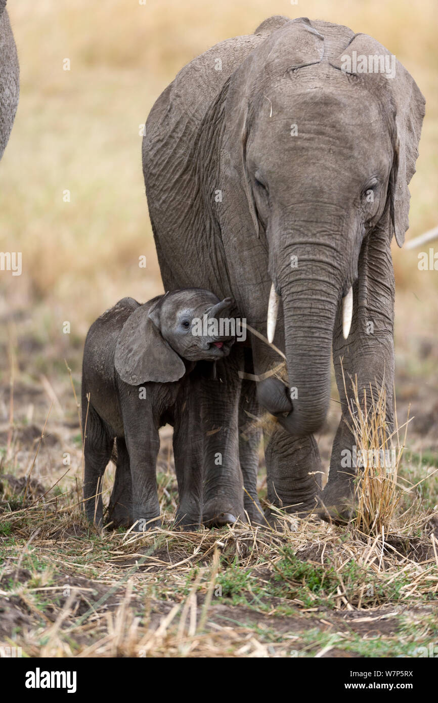 L'éléphant africain (Loxodonta africana) avec bébé l'alimentation de la mère sur l'herbe. Masai-Mara Game Reserve, Kenya. Banque D'Images