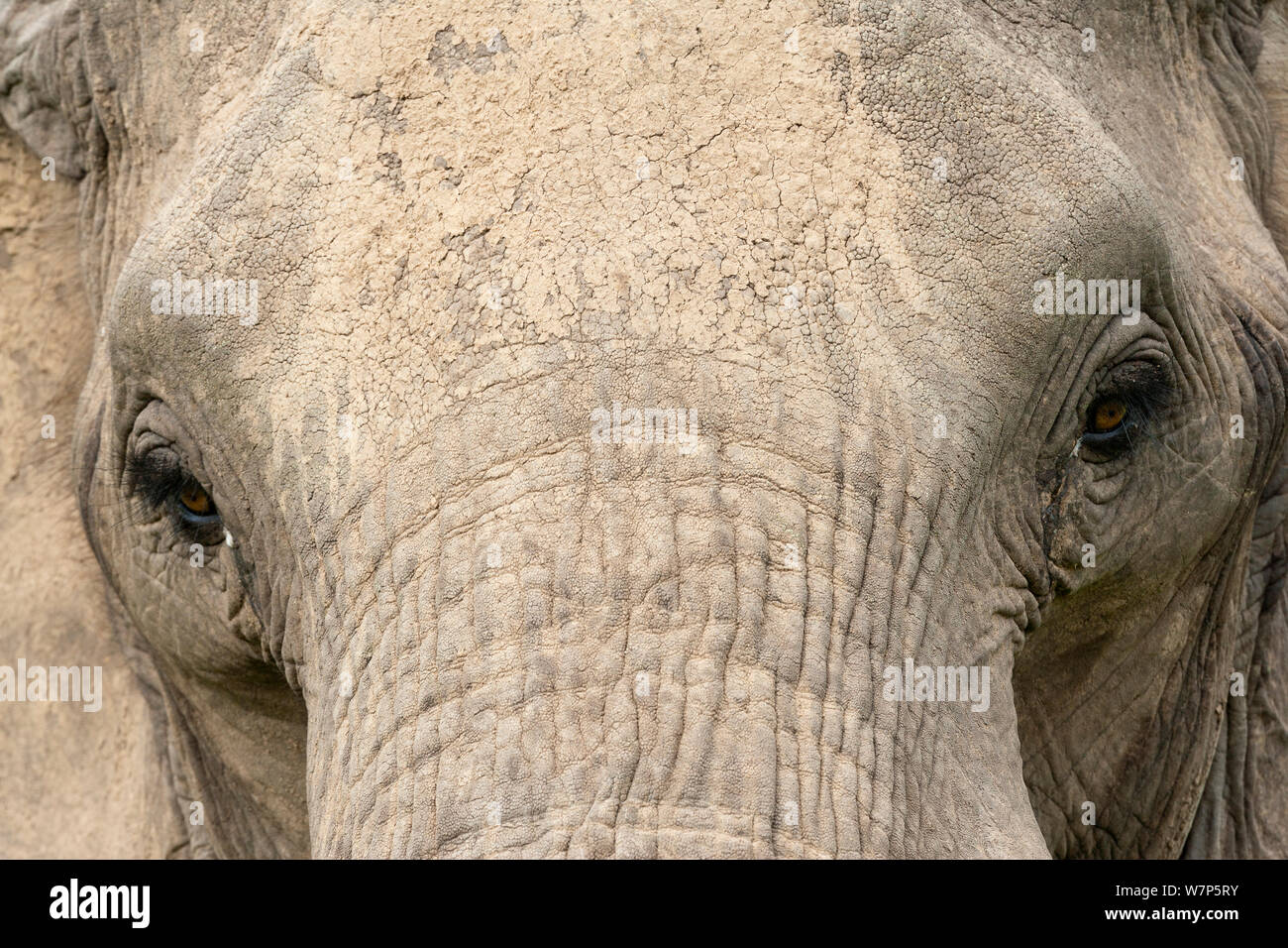 L'éléphant africain (Loxodonta africana) close up tête portrait. Masai-Mara Game Reserve, Kenya. Banque D'Images