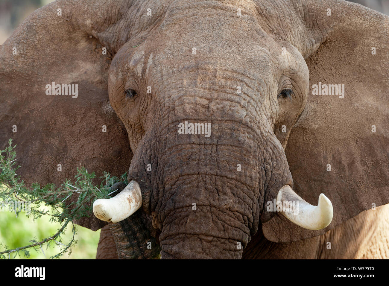 L'éléphant africain (Loxodonta africana) close up portrait of male. Samburu game reserve, Kenya. Banque D'Images