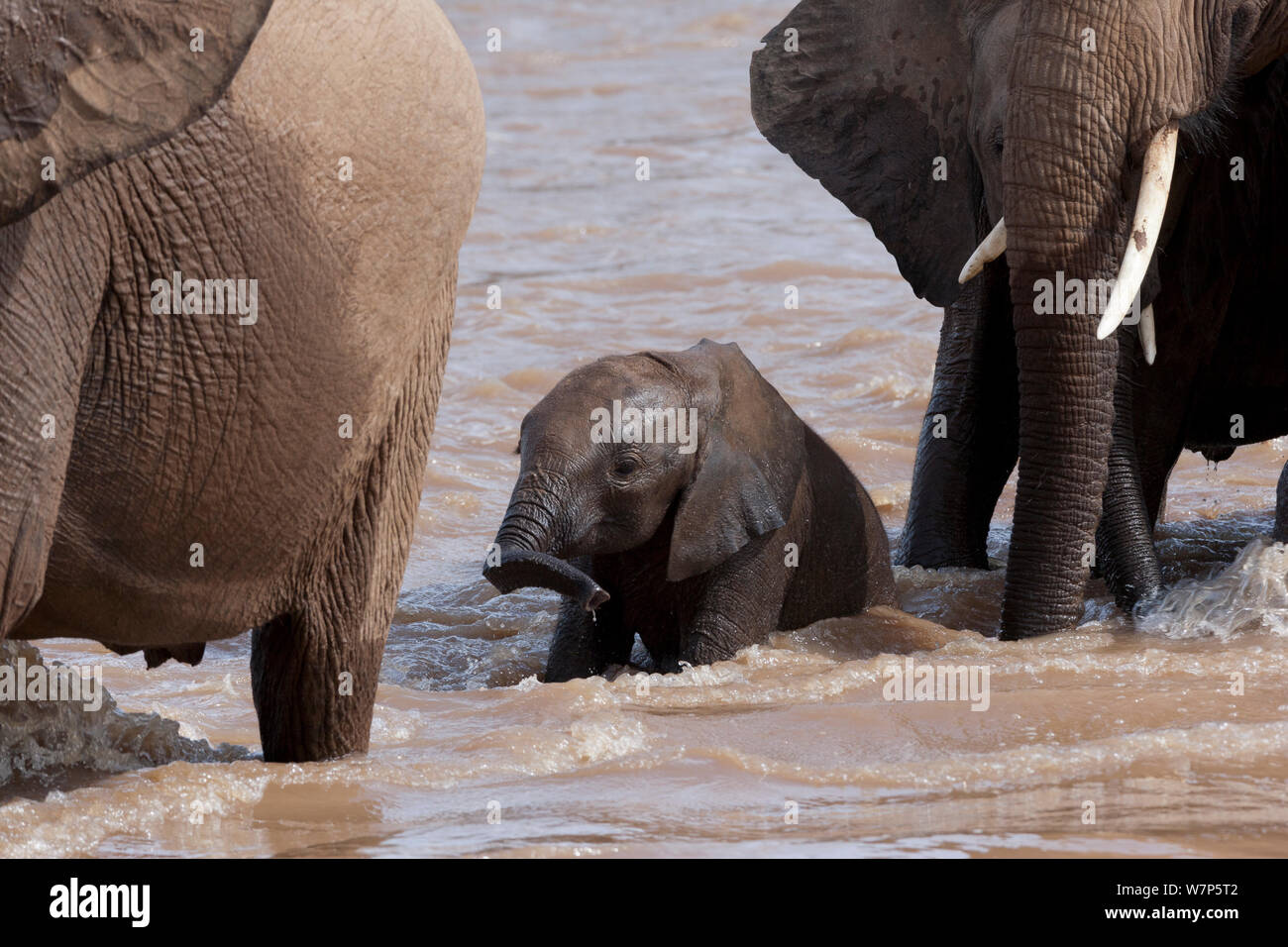 L'éléphant africain (Loxodonta africana), le passage de bébé d'Ewaso Ngiro river. Samburu game reserve, Kenya. Banque D'Images