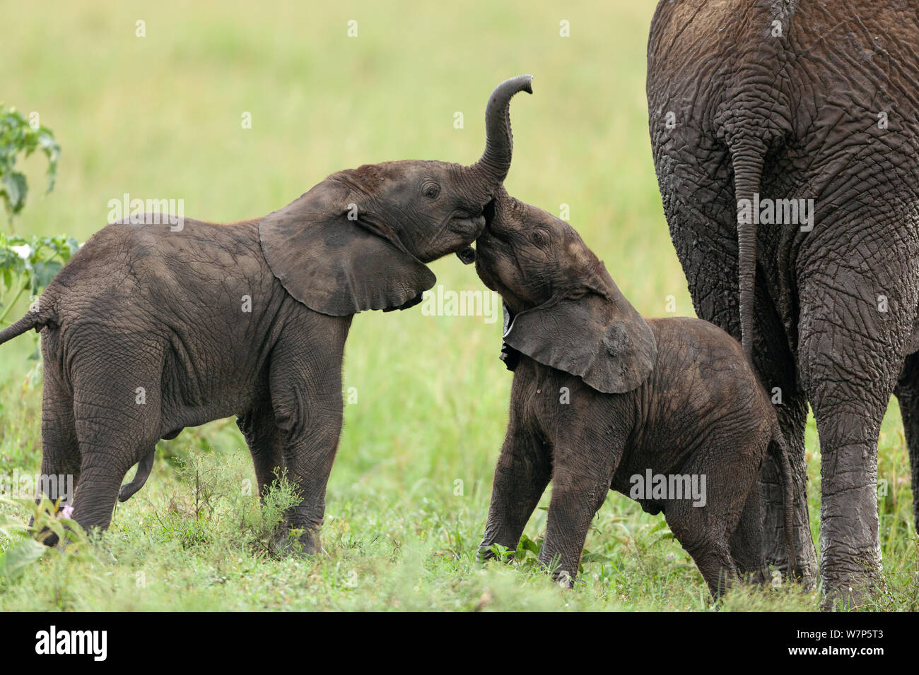 L'éléphant africain (Loxodonta africana) les bébés à jouer. Masai-Mara Game Reserve, Kenya. Banque D'Images