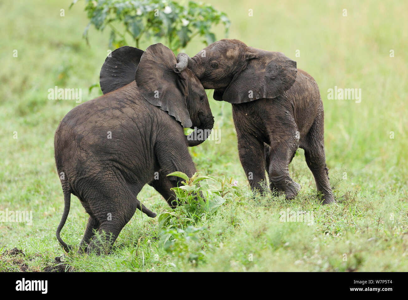 L'éléphant africain (Loxodonta africana) les bébés à jouer. Masai-Mara Game Reserve, Kenya. Banque D'Images