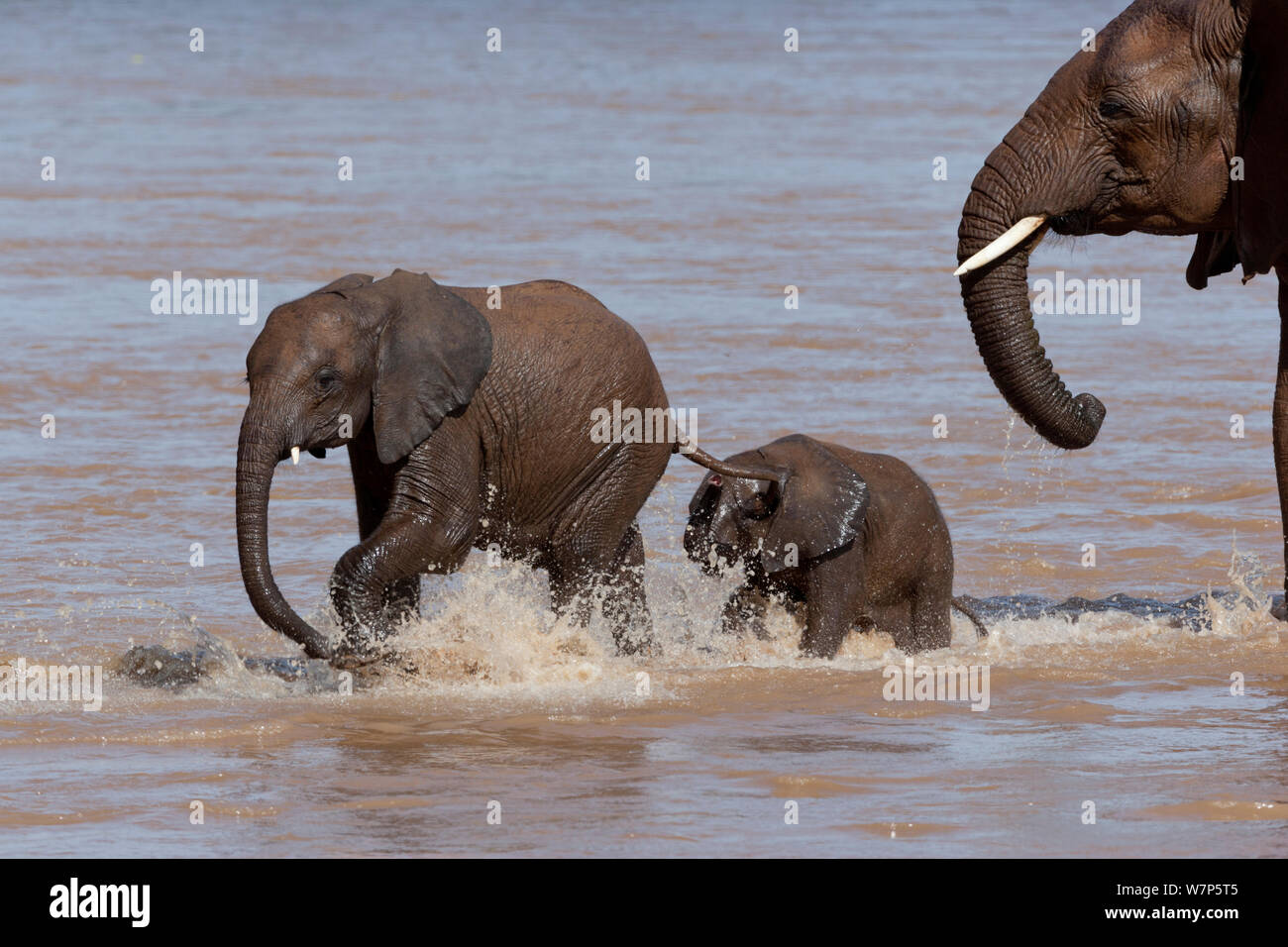 L'éléphant africain (Loxodonta africana), la mère et ses deux jeunes dans le fleuve Ewaso Ngiro. Samburu game reserve, Kenya. Banque D'Images