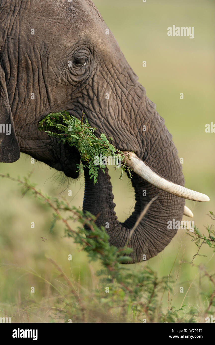 L'éléphant africain (Loxodonta africana) se nourrissent de la végétation. Masai-Mara Game Reserve, Kenya. Banque D'Images