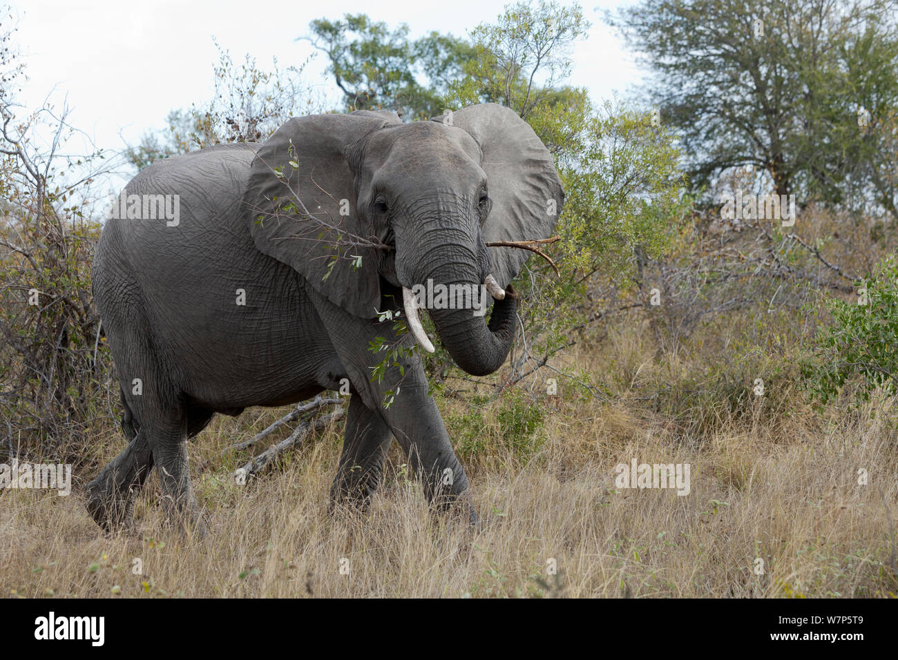 L'éléphant africain (Loxodonta africana) mâles se nourrissent de la végétation. Le parc national Kruger, Afrique du Sud. Banque D'Images