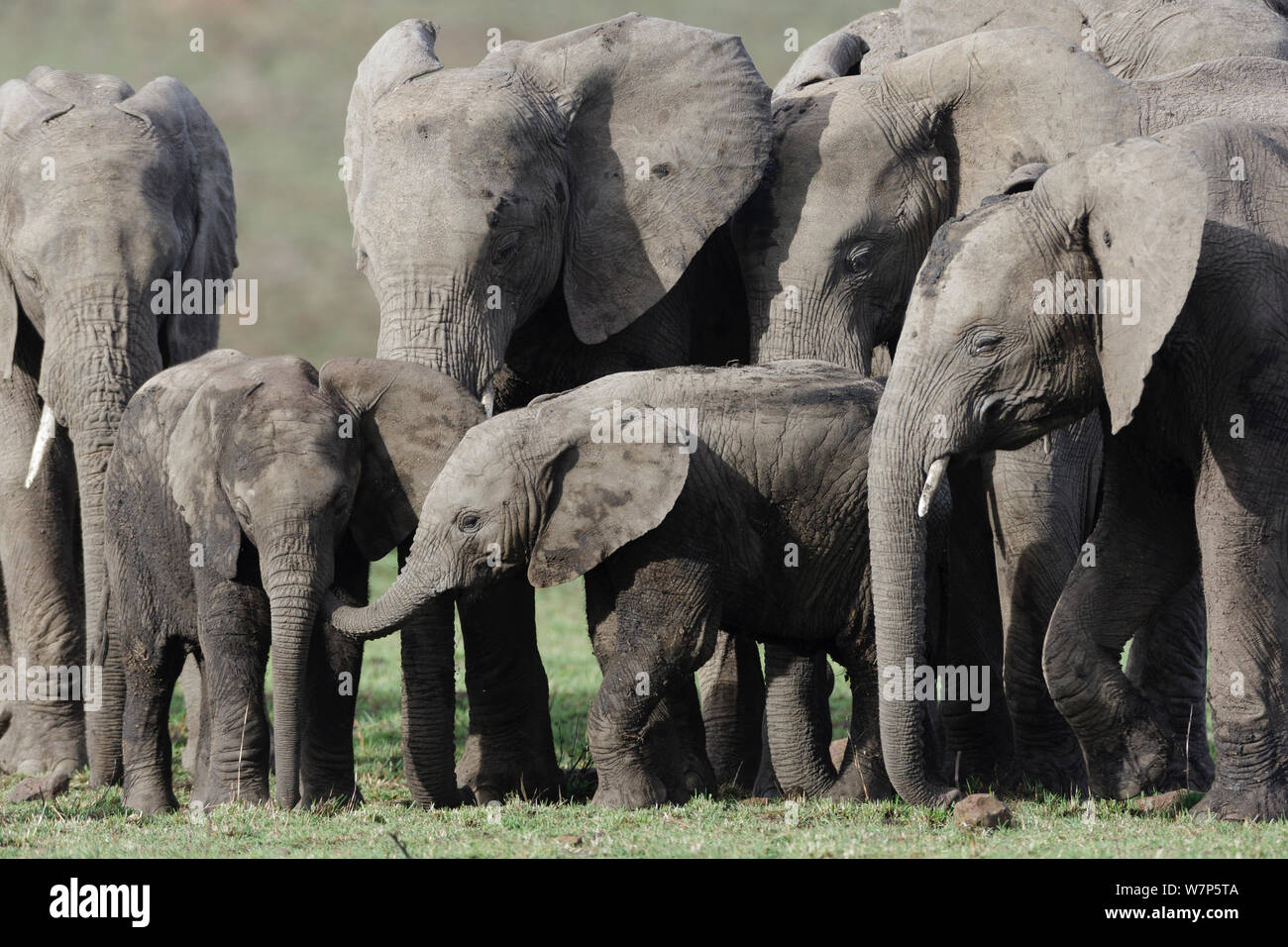L'éléphant africain (Loxodonta africana) bébés jouant, entouré par les femelles adultes. Masai-Mara Game Reserve, Kenya. Banque D'Images