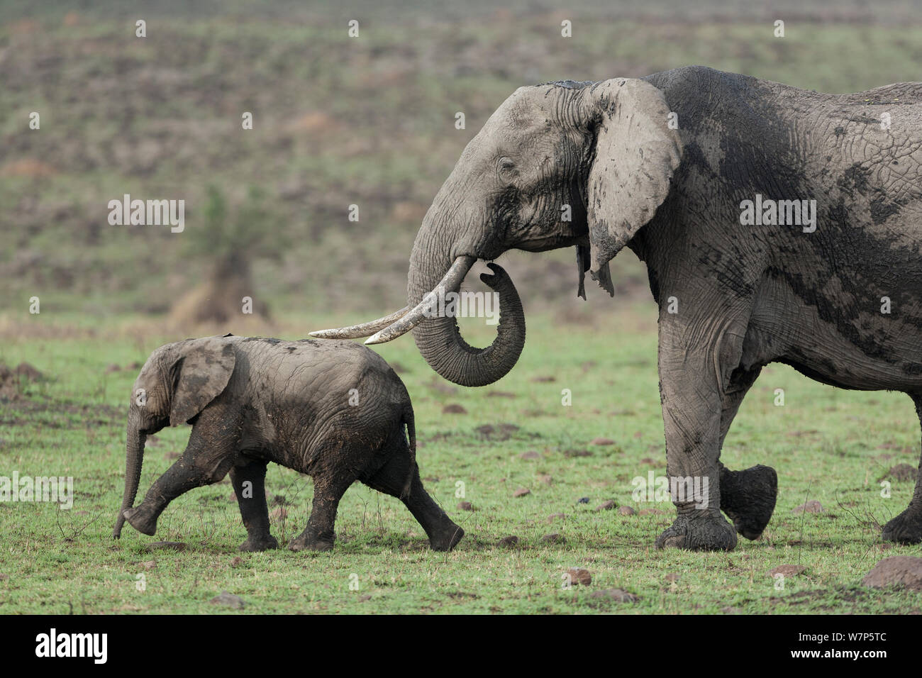 L'éléphant africain (Loxodonta africana), bébé et sa mère. Masai-Mara Game Reserve, Kenya. Banque D'Images